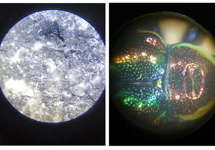 Wf10X Eyepiece 4X 10X 40xs Objective (185) Xsp-1403A Microscope